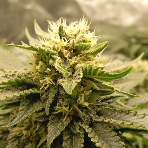 KORENJI growlog timeline photo
