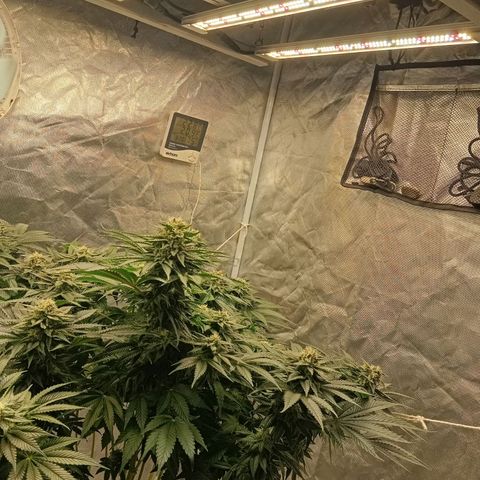 KORENJI growlog timeline photo