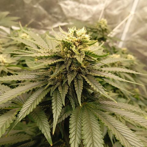 KORENJI growlog timeline photo