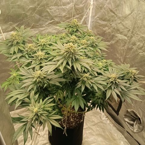 KORENJI growlog timeline photo