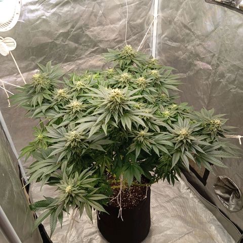 KORENJI growlog timeline photo