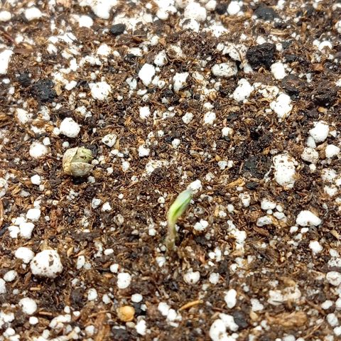 ALIEN SNACK growlog timeline photo