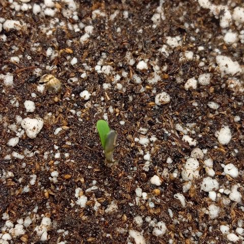 ALIEN SNACK growlog timeline photo