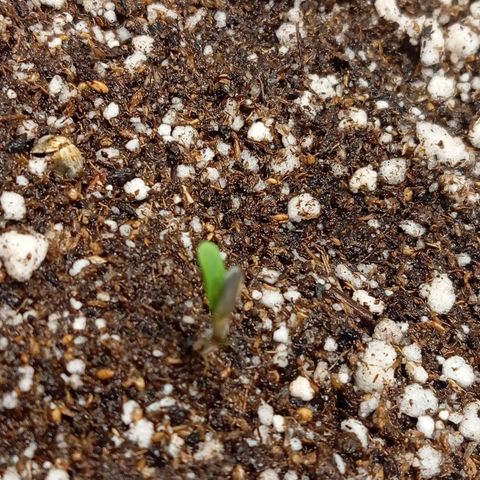 ALIEN SNACK growlog timeline photo