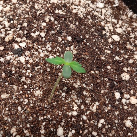 ALIEN SNACK growlog timeline photo
