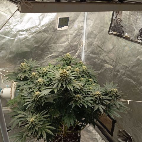 KORENJI growlog timeline photo
