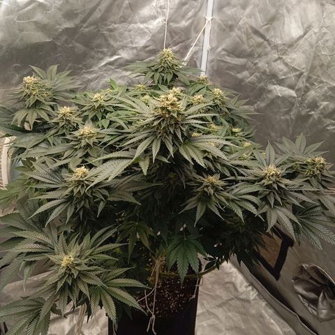 KORENJI growlog timeline photo