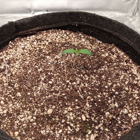 ALIEN SNACK growlog timeline photo