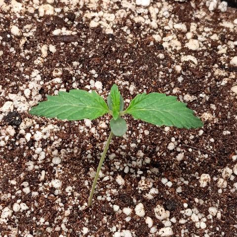 ALIEN SNACK growlog timeline photo