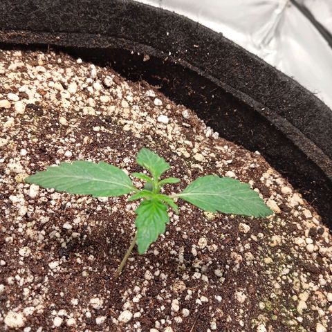 ALIEN SNACK growlog timeline photo