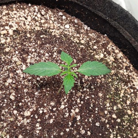 ALIEN SNACK growlog timeline photo
