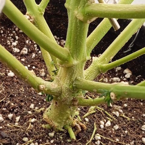 KORENJI growlog timeline photo