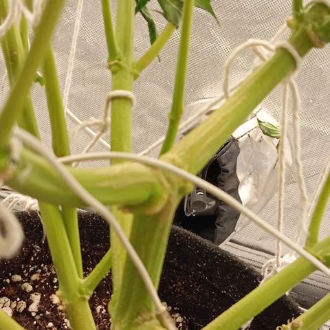 KORENJI growlog timeline photo