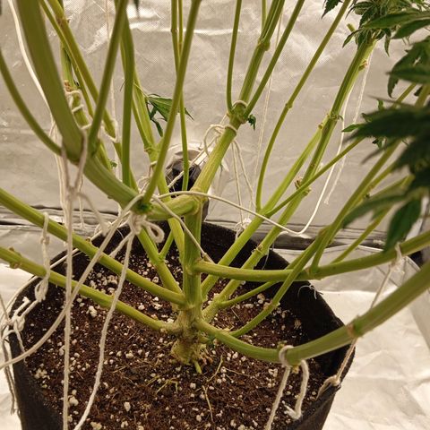KORENJI growlog timeline photo