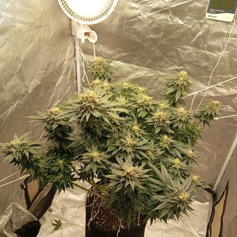 KORENJI growlog timeline photo