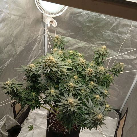 KORENJI growlog timeline photo