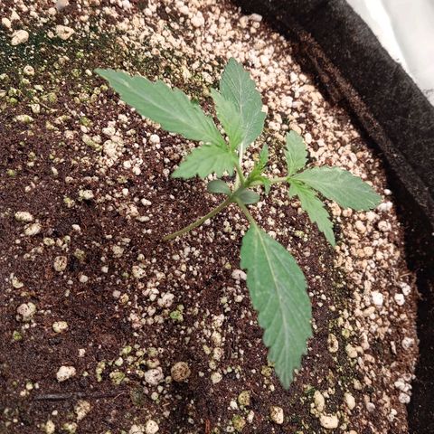 ALIEN SNACK growlog timeline photo