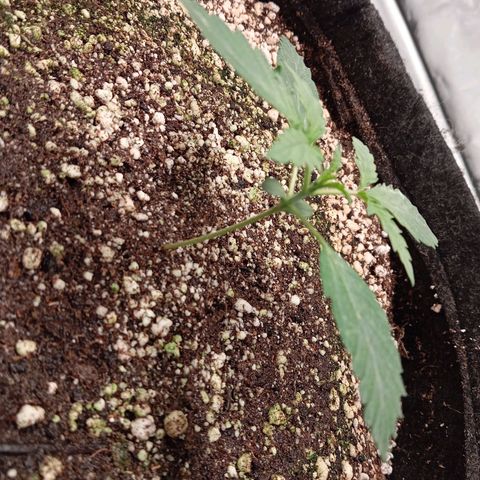 ALIEN SNACK growlog timeline photo