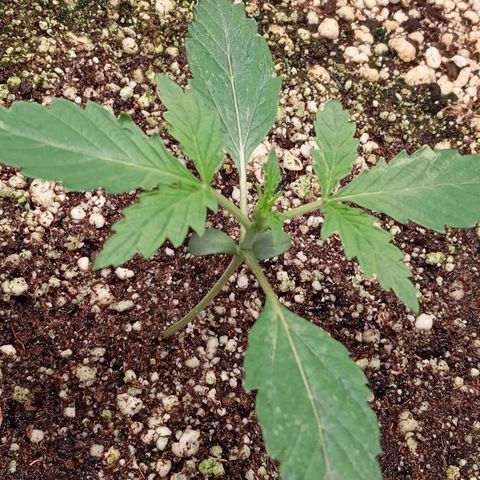 ALIEN SNACK growlog timeline photo