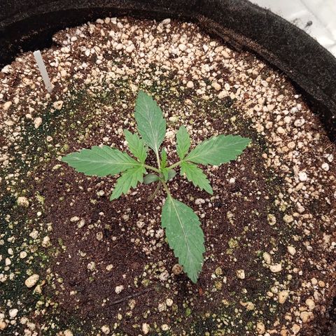 ALIEN SNACK growlog timeline photo