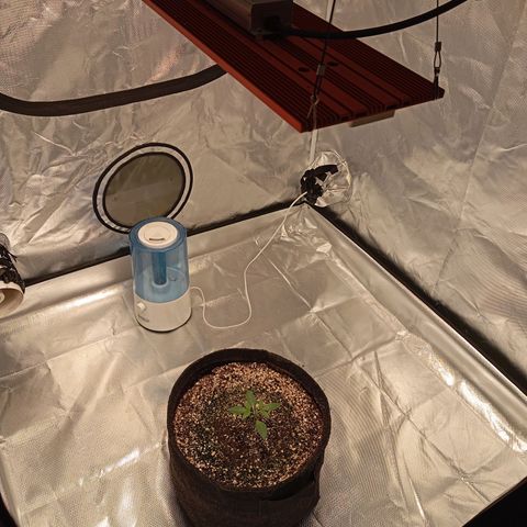 ALIEN SNACK growlog timeline photo