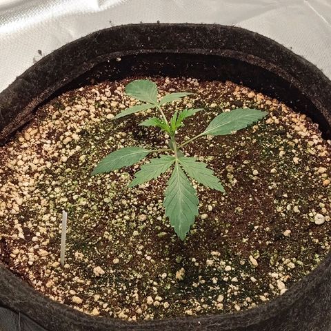 ALIEN SNACK growlog timeline photo
