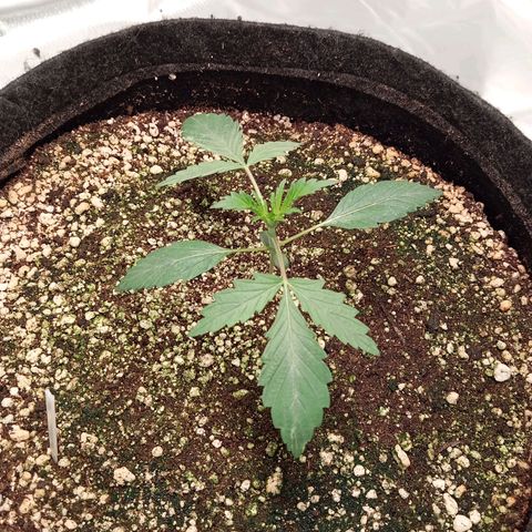 ALIEN SNACK growlog timeline photo