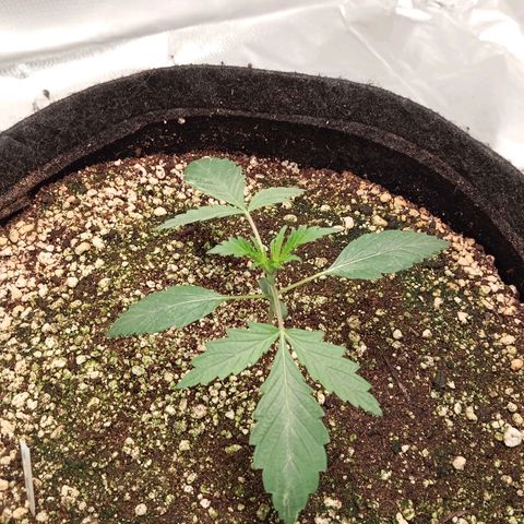 ALIEN SNACK growlog timeline photo