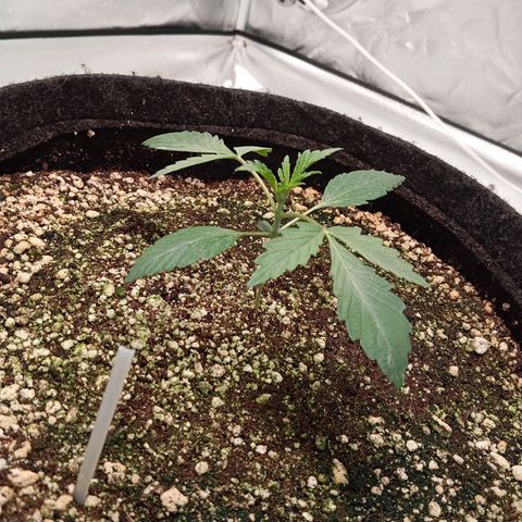 ALIEN SNACK growlog timeline photo