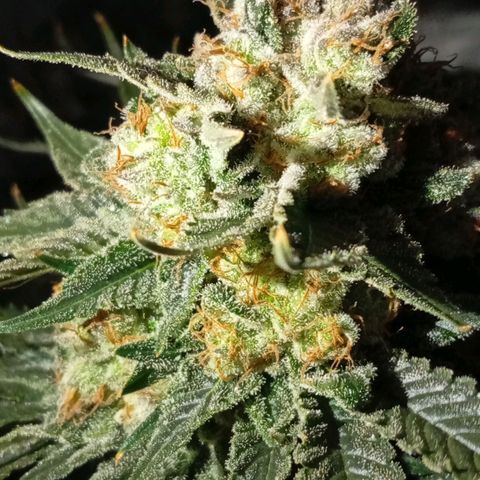 KORENJI growlog timeline photo