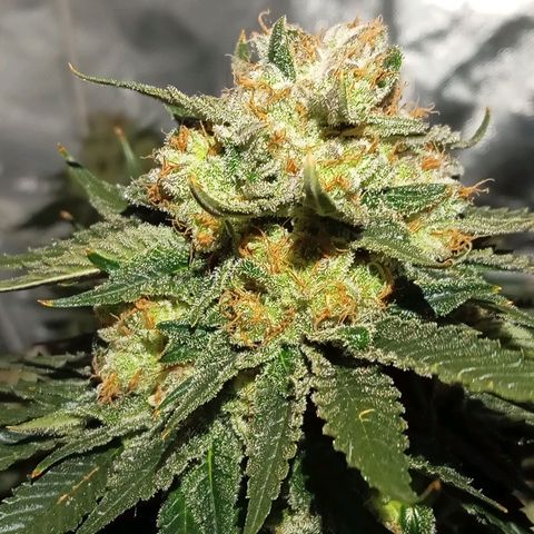 KORENJI growlog timeline photo