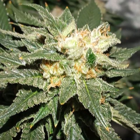 KORENJI growlog timeline photo
