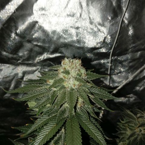 KORENJI growlog timeline photo