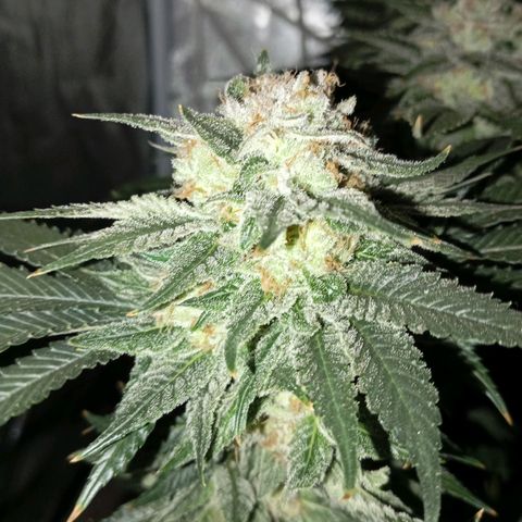 KORENJI growlog timeline photo