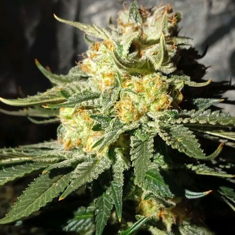 KORENJI growlog timeline photo