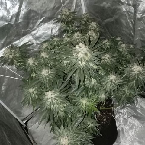 KORENJI growlog timeline photo