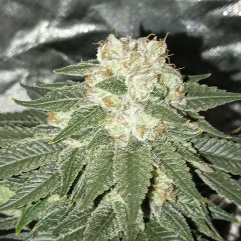KORENJI growlog timeline photo