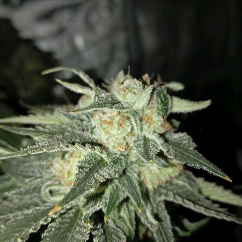 KORENJI growlog timeline photo