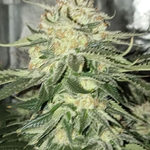 KORENJI growlog timeline photo