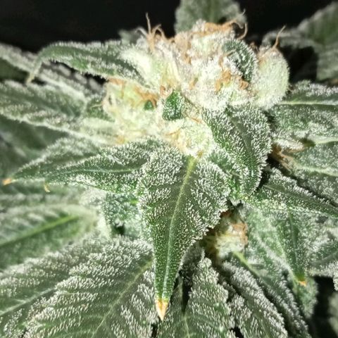 KORENJI growlog timeline photo