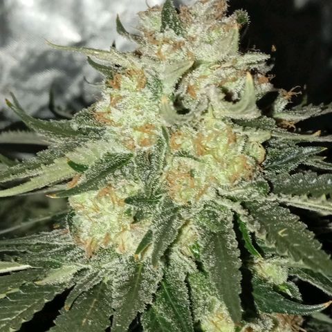 KORENJI growlog timeline photo