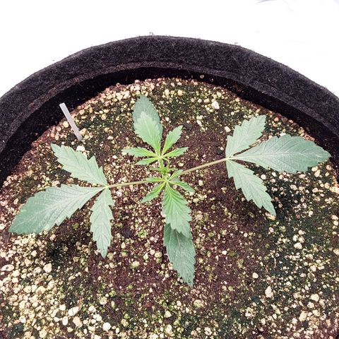 ALIEN SNACK growlog timeline photo