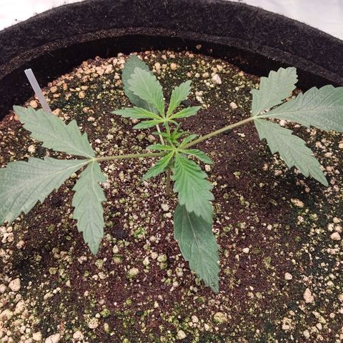 ALIEN SNACK growlog timeline photo