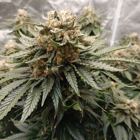 KORENJI growlog timeline photo