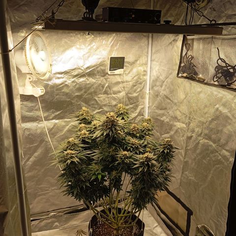 KORENJI growlog timeline photo