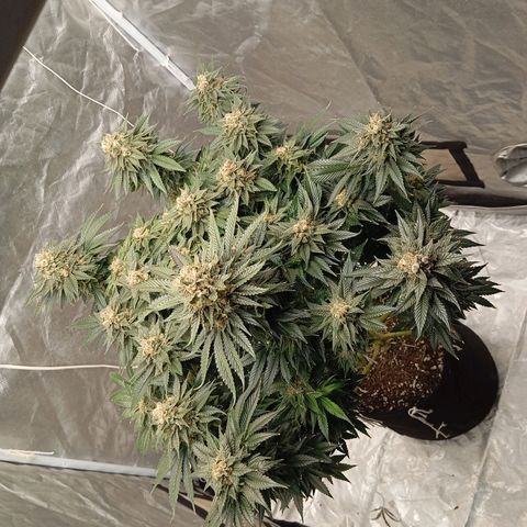 KORENJI growlog timeline photo