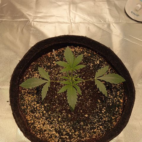 ALIEN SNACK growlog timeline photo