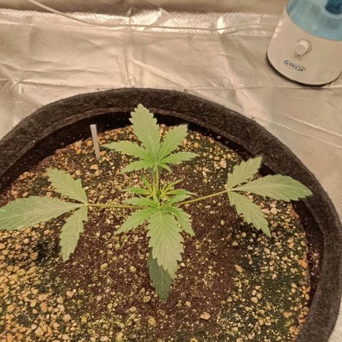 ALIEN SNACK growlog timeline photo