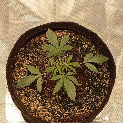 ALIEN SNACK growlog timeline photo