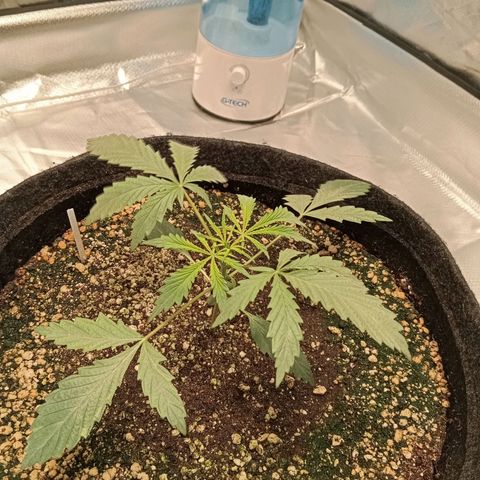 ALIEN SNACK growlog timeline photo